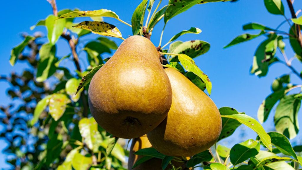Close-up of ripe pears on a tree branch with a vibrant blue sky, captured in summer.