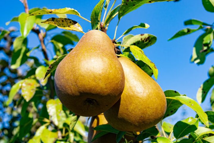 Close-up of ripe pears on a tree branch with a vibrant blue sky, captured in summer.